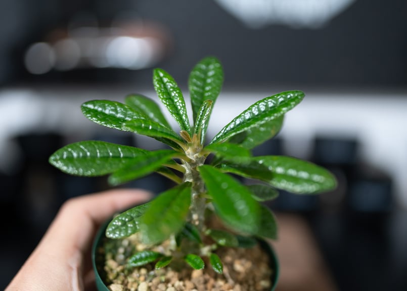 ドルステニアギガス 沖縄実生 | mana's green:塊根植物販売|マナ ドルステニアギガス 沖縄実生 | mana's green:塊根植物販売|マナ