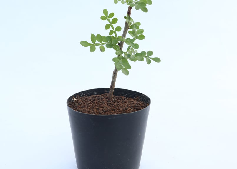 オペルクリカリア デカリー 実生 | mana's farm:塊根植物・アガベ