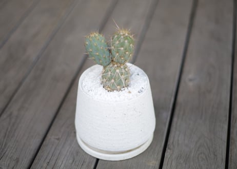 ミクエリオプンチア・ミクエリー Miqueliopuntia miquelii