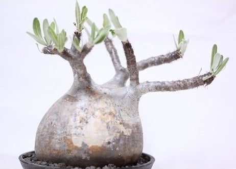 Pachypodium Gracilius パキポディウム  グラキリス  №8　扁平　短枝　超良形