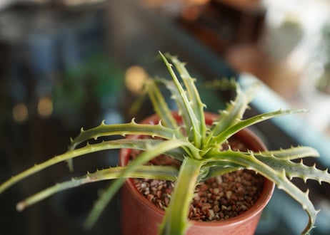 ディッキア　アンダマン　Dyckia 'Samed Rtp'(Andaman)