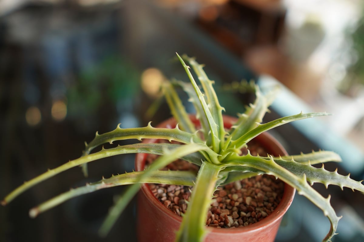 ディッキア　アンダマン　Dyckia 'Samed Rtp'(Andaman)