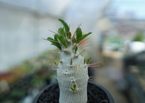 パキポディウム　サンデルシー　Pachypodeium saundersii  No.8