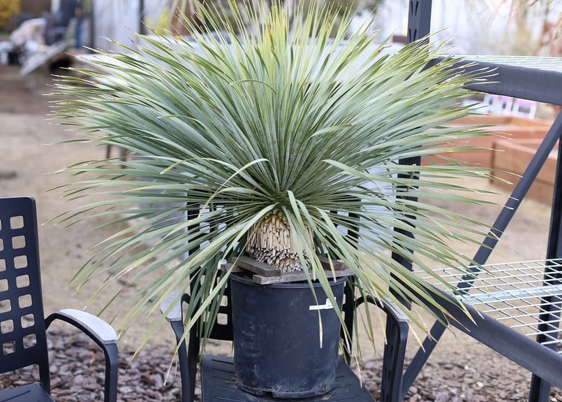 ユッカ ロストラータ | mana's farm:塊根植物・アガベ・ドライガーデン