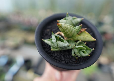 サンセベリア ボンセレンシス スーパードワーフ　 Sansevieria Boncellensis superdwarf