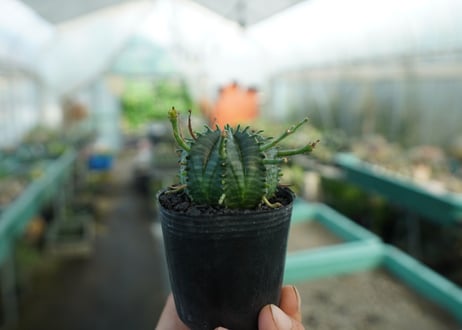 ユーフォルビア　スーパーバリダ　Euphorbia super valida  No.6