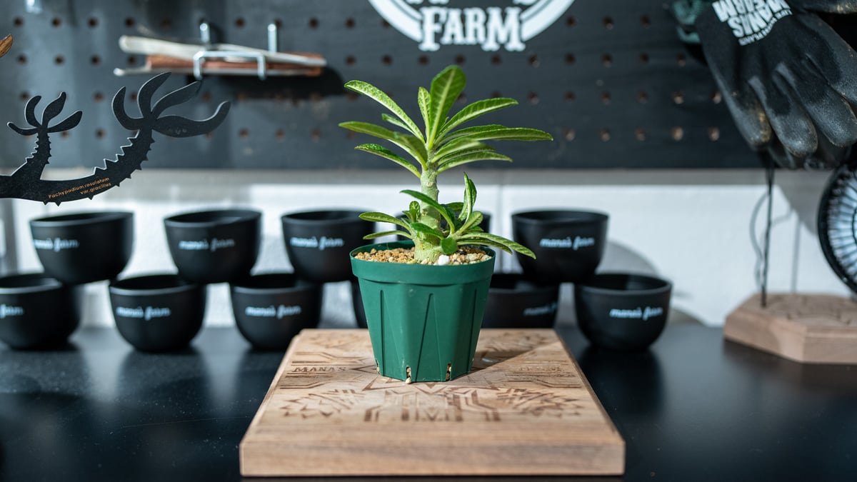 ドルステニア　ギガス　塊根部極太　沖縄実生株　良型　実生選抜株 ドルステニア ギガス【実生】B | RAFLUM / ラフラム｜東京、大阪の塊根