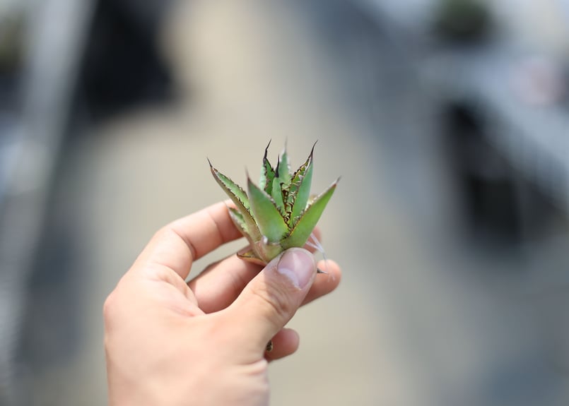 アガベ ホリダ 子株 | mana's farm:塊根植物・アガベ・ドライガーデン