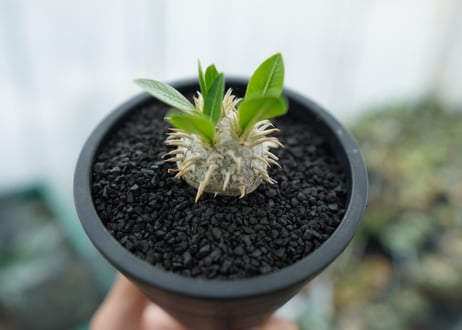 パキポディウム　恵比寿笑い　Pachypodium brevicaule　No.10