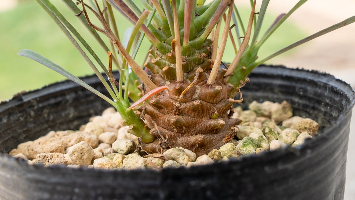 ユーフォルビア ムルチフォリア | mana's farm:塊根植物・アガベ