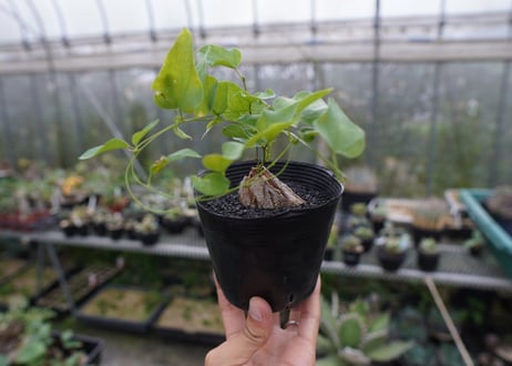 ディオスコレア　シルバティカ　Dioscorea sylvatica  No.2