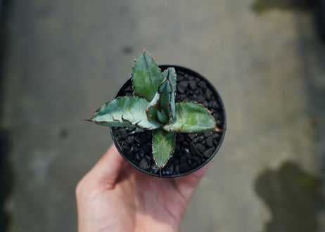 アガベ　チタノタ　 ブラックアンドブルー 　Agave titanota black and blue　No.6