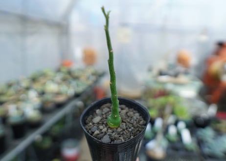 アデニア　グラウカ　Adenia Glauca　No.2