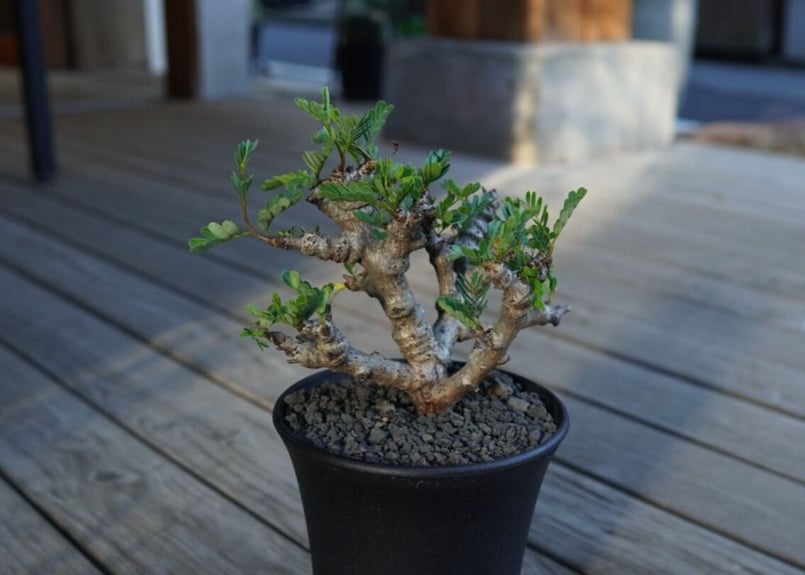 センナ メリディオナリス10 センナ メリディオナリス Senna meridionalis | mana's farm:塊