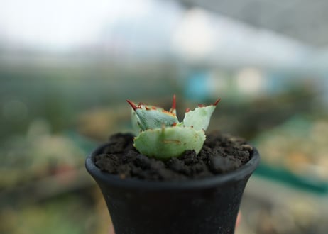 アガベ　兜蟹　Agave isthmensis “Kabutogani”　No.2