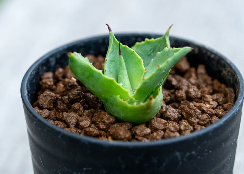 アガベ トレードウィンズ | mana's farm:塊根植物・アガベ・ドライ