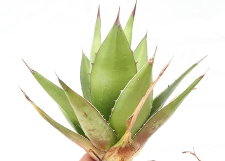 Agave Ghiesbreghti