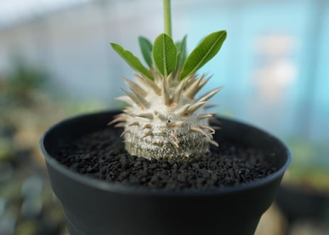 パキポディウム　恵比寿大黒　Pachypodium Densicaule　No.5