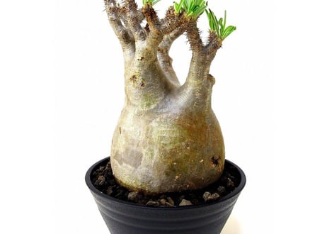Pachypodium Gracilius パキポディウム  グラキリス  №5