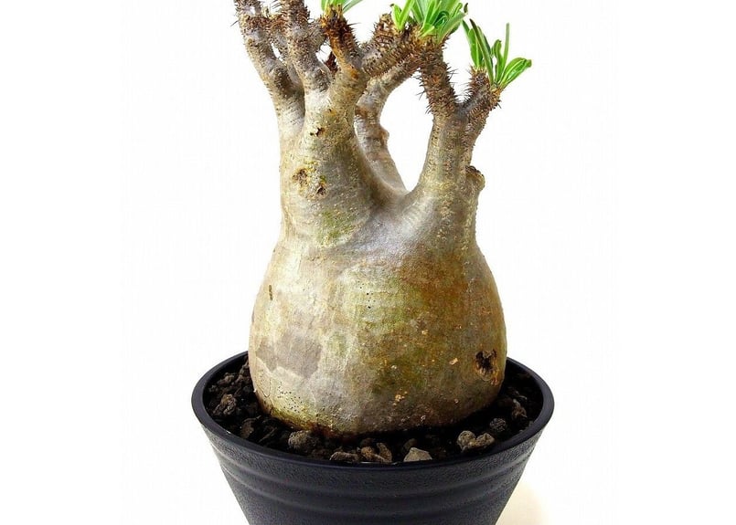 Pachypodium Gracilius パキポディウム グラキリス №5 | mana