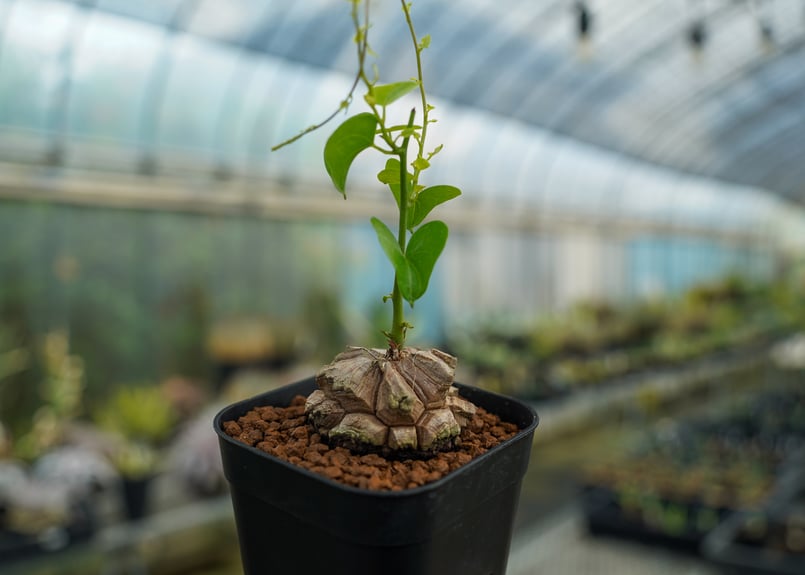 亀甲竜 No.4 | mana's farm:塊根植物・アガベ・ドライガーデン植物販売