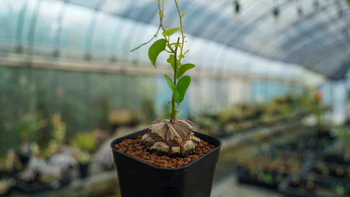 亀甲竜 No.4 | mana's farm:塊根植物・アガベ・ドライガーデン植物販売