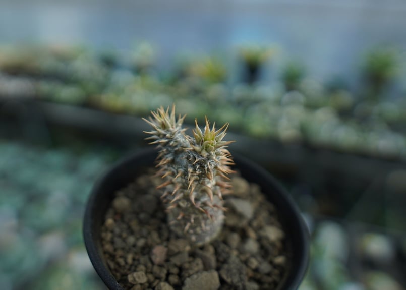パキポディウム 伊藤ハイブリッド パキポディウム 伊藤ハイブリッド Pachypodium 'Itoh Hybrid' No.