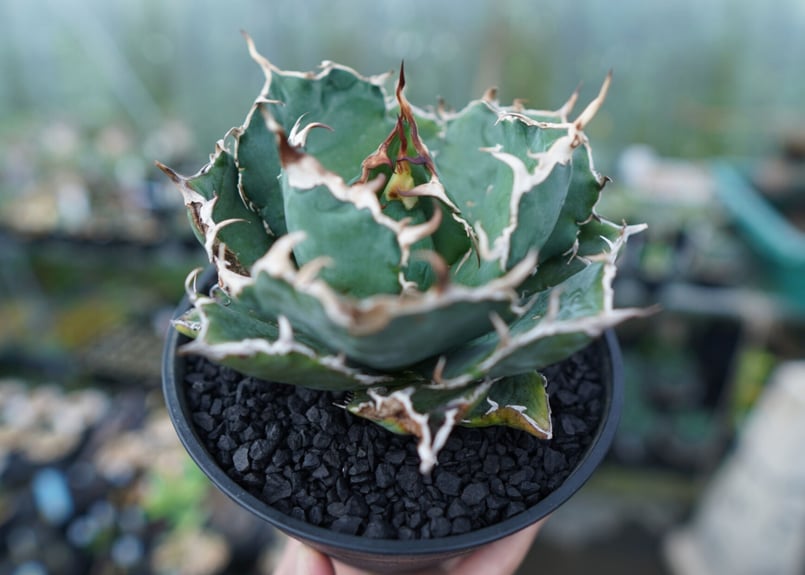 チタノタ　白鯨 アガベ チタノタ 白鯨 Agave titanota White whale No.1 | m