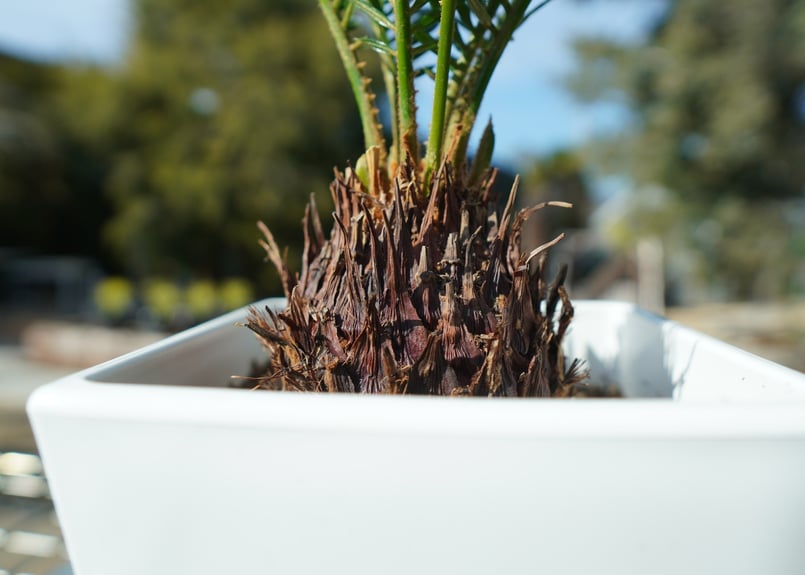 ソテツ② ソテツ No.2 | mana's farm:塊根植物・アガベ・ドライガーデン植物販売