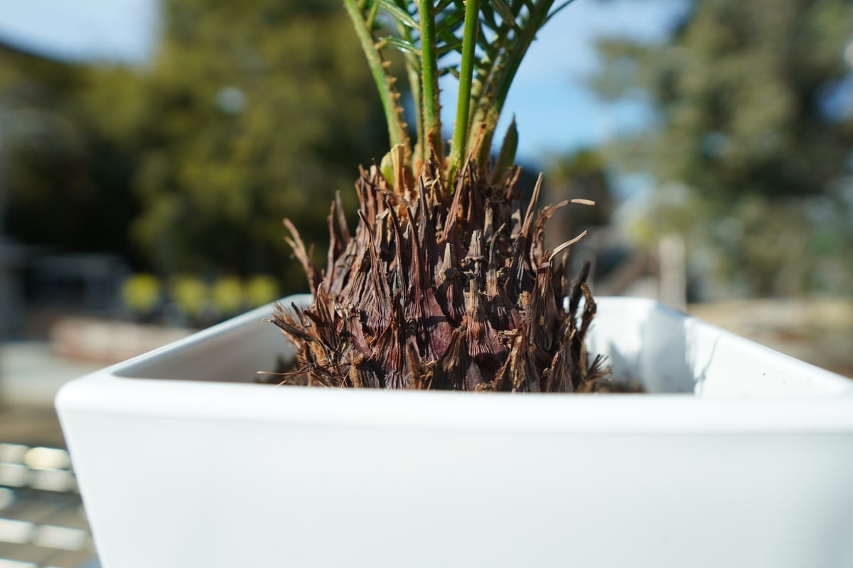 ソテツ No.2 | mana's farm:塊根植物・アガベ・ドライガーデン植物販売