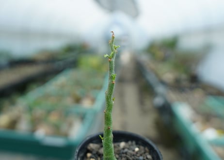 アデニア　グラウカ　Adenia Glauca　No.1