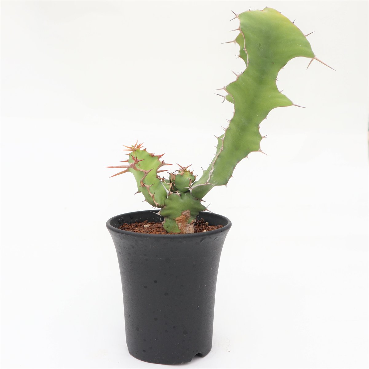 ユーフォルビア　クーペリー fit=scale-down,w=1200