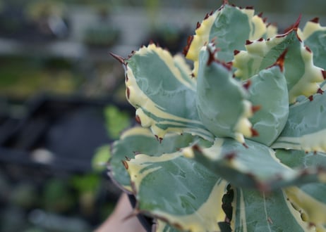 アガベ　兜蟹錦　連棘　Agave isthmensis “Kabutogani” variegata