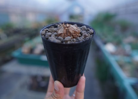 亀甲竜　Dioscorea elephantipes　No.10