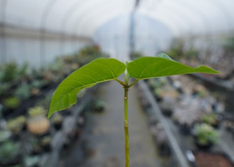 フィカス パルメリー Ficus palmeri