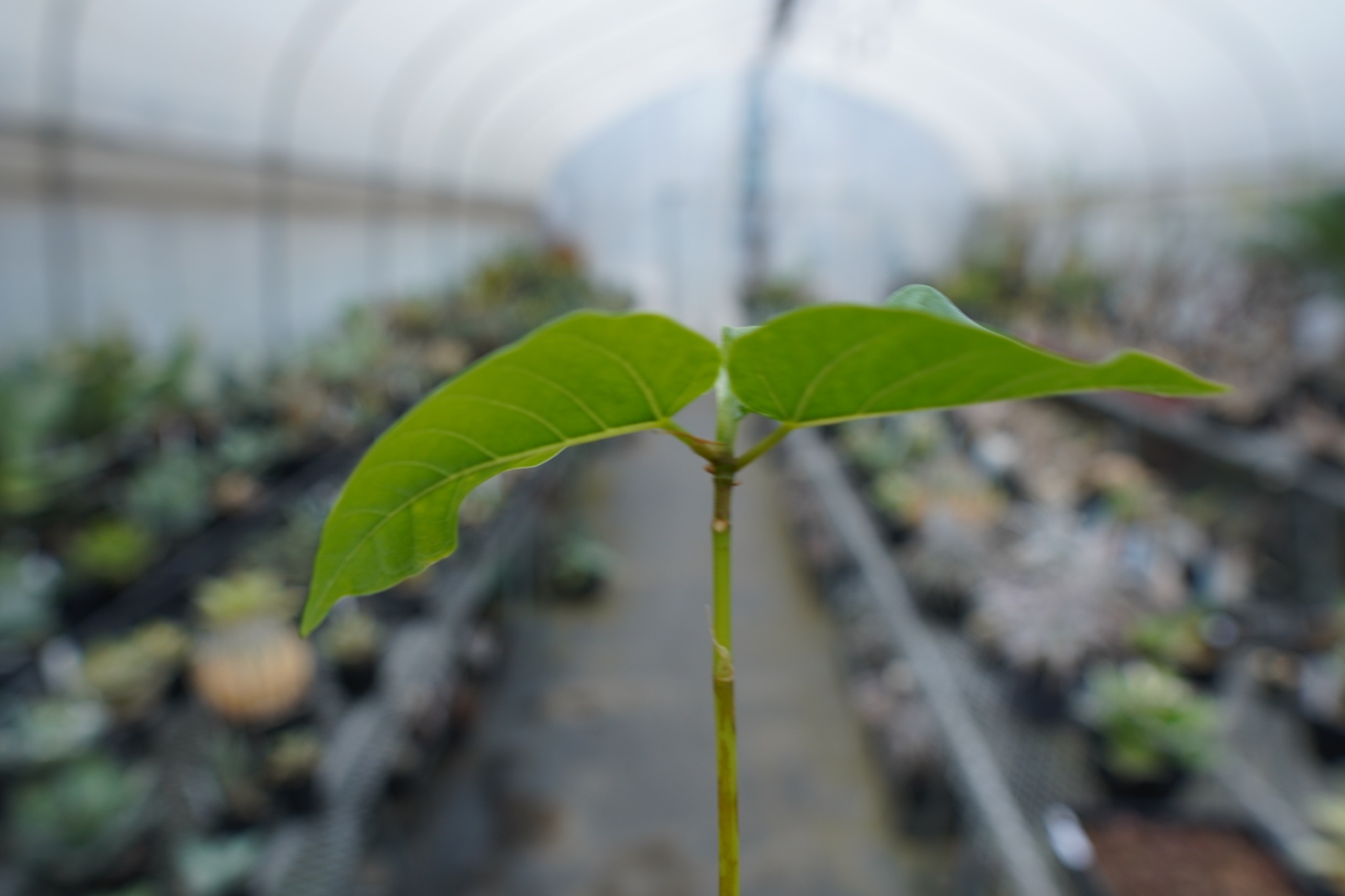 フィカス パルメリー Ficus palmeri | mana's farm:塊根植物・アガベ