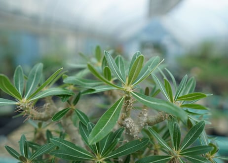 パキポディウム　ロスラーツム　Pachypodium rosulatum