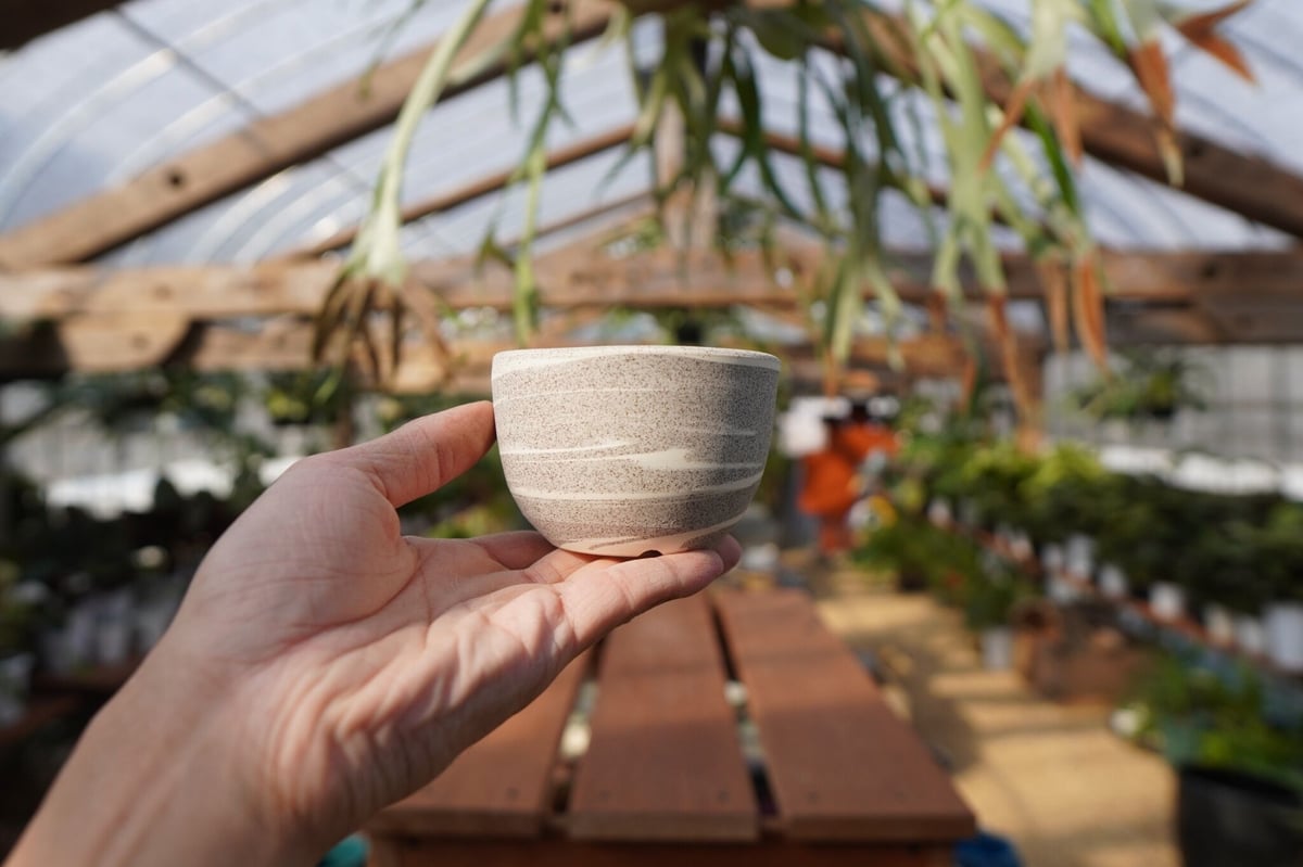 關まどか pot NO.19-1 F | mana's farm:塊根植物・アガベ・ドライガー