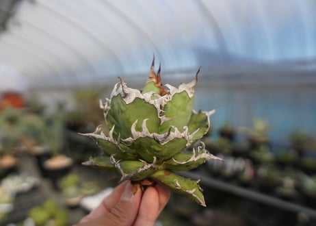 agave titanota　シーザー　caesar