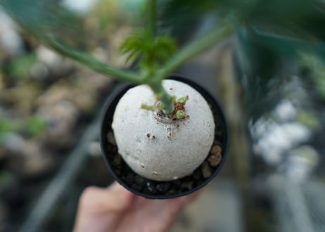 ヤトロファ　錦珊瑚　Jatropha cathartica