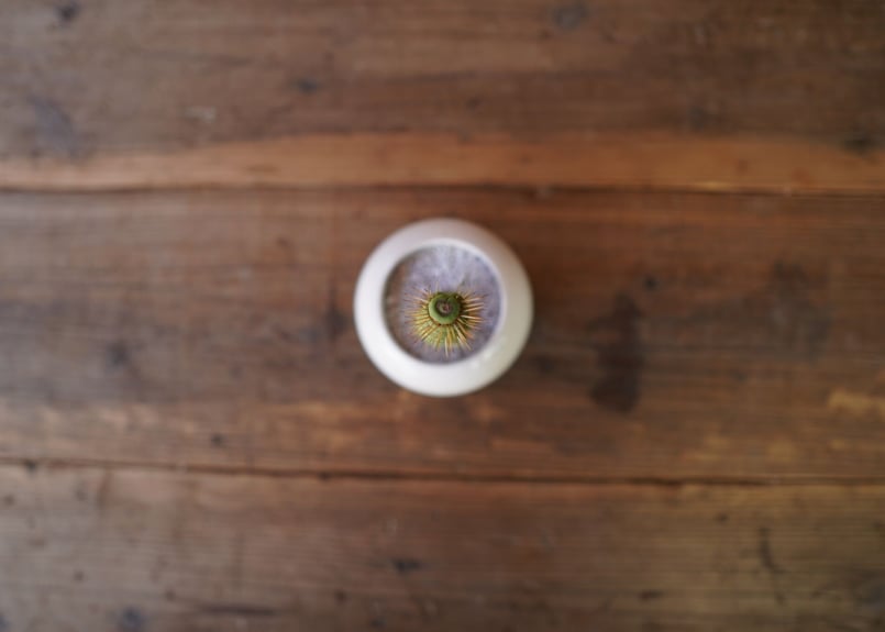 ユーリキニア カスタネア “スピラリス” Eulychnia castanea f. 'sp