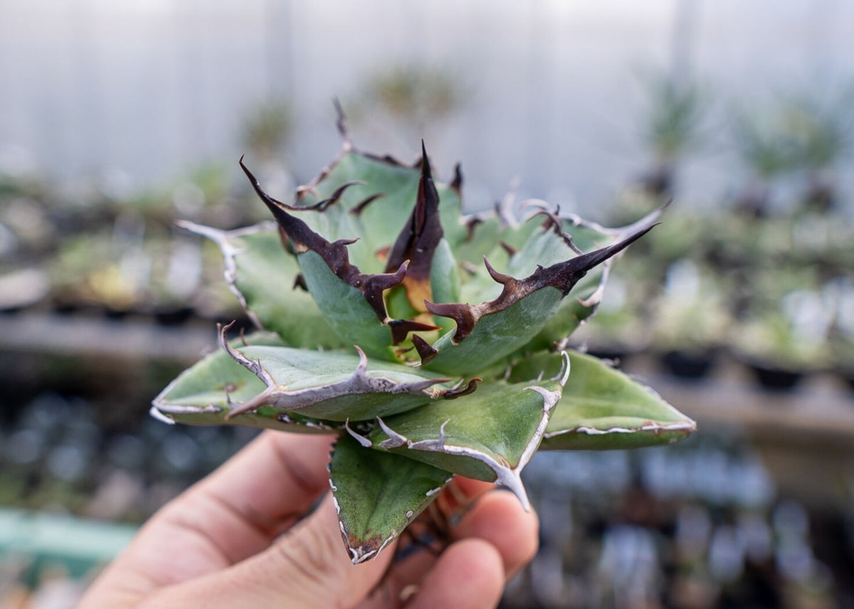 Agave titanota hades No.1 | mana's farm:塊根植物・アガ