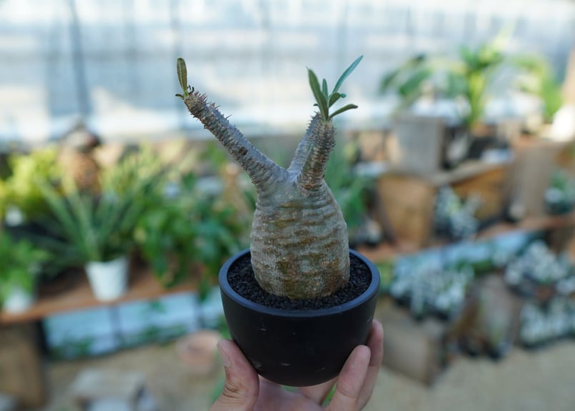 未発根】パキポディウム グラキリス Pachypodium Gracilius No.3