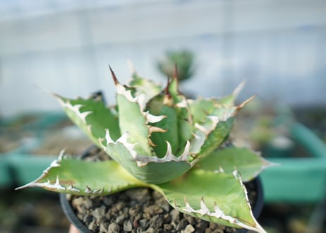 Agave FO-76