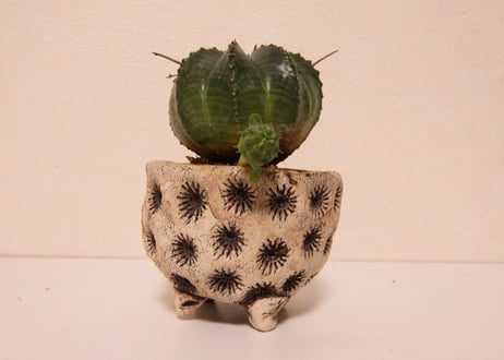 ユーフォルビア　バリダ　Euphorbia valida