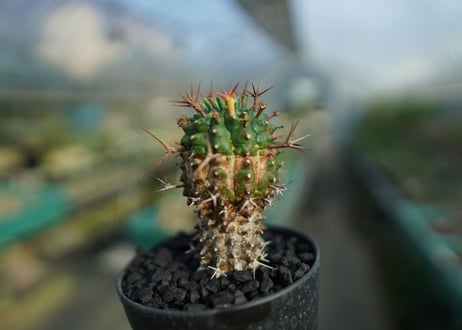 ユーフォルビア　群星冠　Euphorbia stellispina  No.2