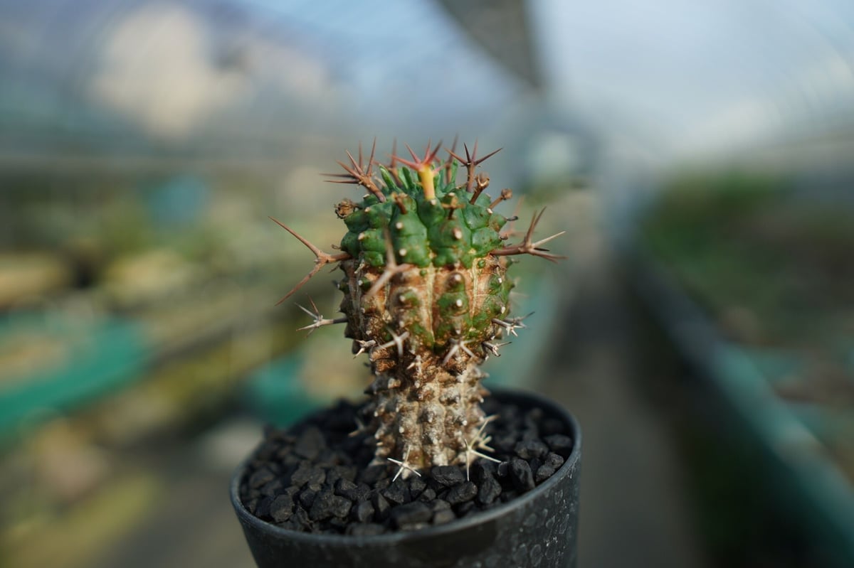 ユーフォルビア 群星冠 Euphorbia stellispina No.2 | mana' ユーフォルビア 群星冠 Euphorbia stellispina No.2 | mana'