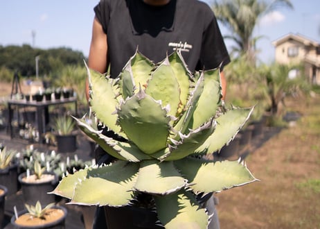 Agave Fo-76 特選特大株のカキコ株