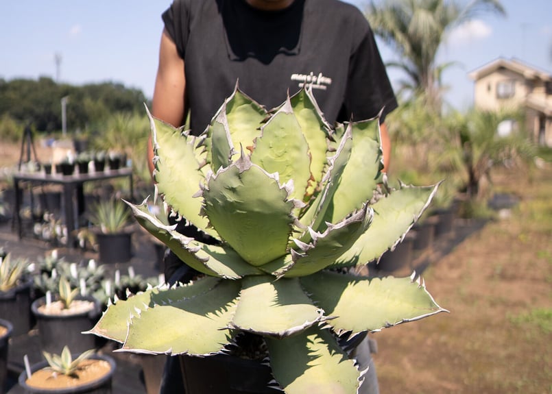 Agave Fo-76 特選特大株のカキコ株 | mana's farm:塊根植物・アガベ・ド