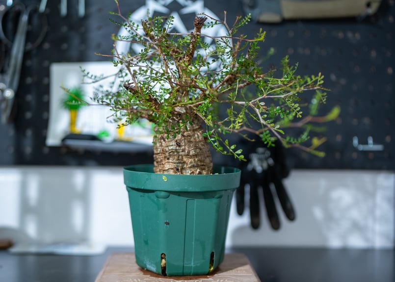 オペルクリカリア パキプス 沖縄で管理後1年 No.1 | mana's farm:塊根